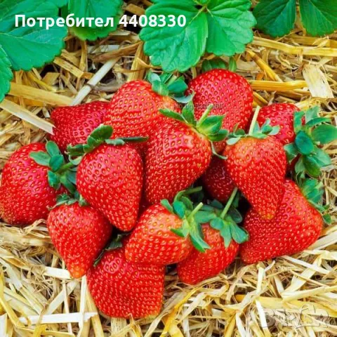 Prodavam koreni razsad celogodishen sort Iskiq, снимка 2 - Разсади - 49428945