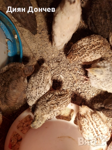 продавам пъдпъдъци и яйца , снимка 2 - други­ - 52617013