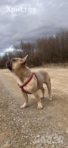 Мъжки френски булдог за разплод, снимка 3 - Френски булдог - 39487066