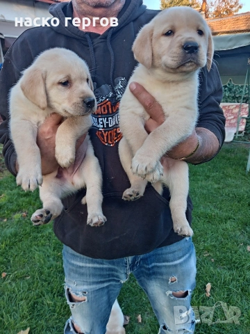 чистокръвни лабрадори, снимка 3 - Лабрадор ретривър - 54137259