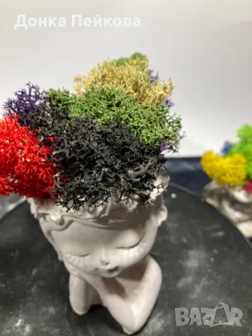 Различни модели кашпи със естествен скандинавски мъх и пожелания, снимка 14 - Стайни растения - 47476759