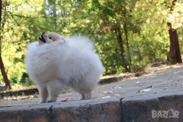 Уникално момиченце померан с родословие FCI, снимка 11 - Померан - 50219721