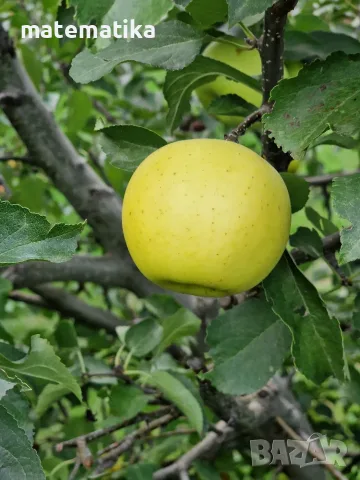 Продавам био ябълки без химия!