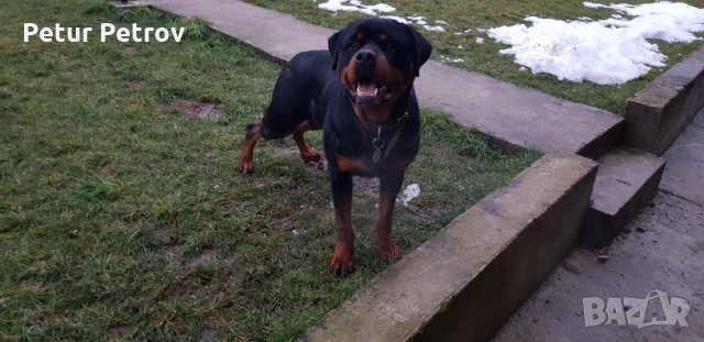 Ротвайлер  за разплод, снимка 8 - Ротвайлер - 19822243