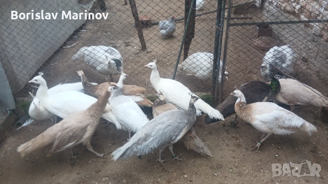 Пауни, снимка 3 - други­ - 52431762