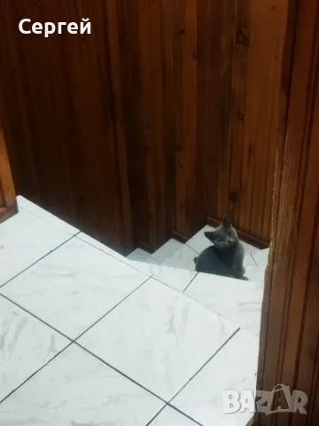 Британски котен, снимка 4 - Британска късокосместа - 55851355