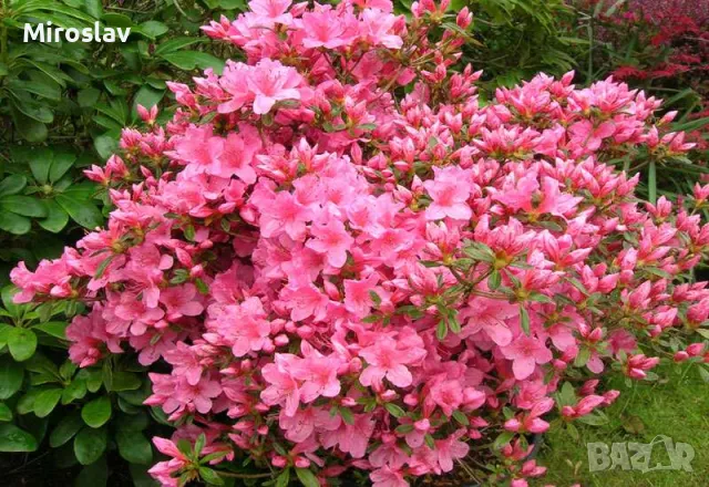 Азалия(Градинска), снимка 7 - Градински цветя и растения - 49324026
