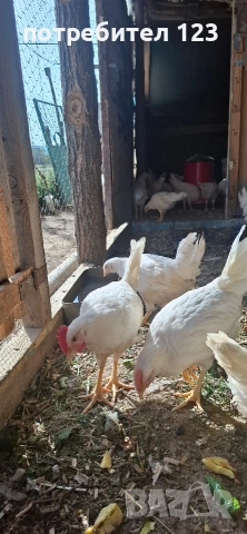 Петлета легхорн 