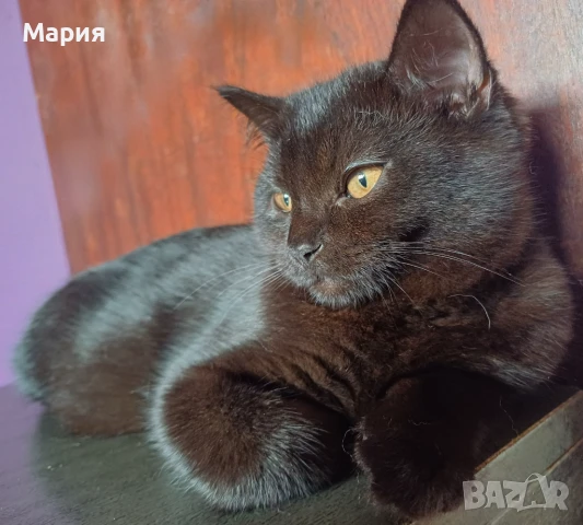 Черни британски котенца 