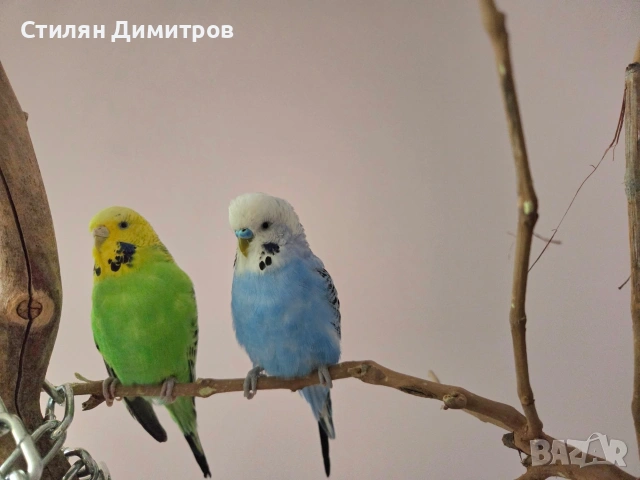 Двойка Вълнисти папагали, снимка 2 - Папагали - 54058468