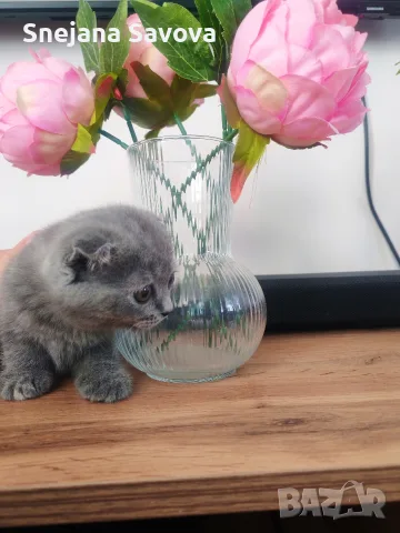 Прекрасни Шотландски Клепоухи котенца (Scottish Fold), снимка 10 - Други - 56071434