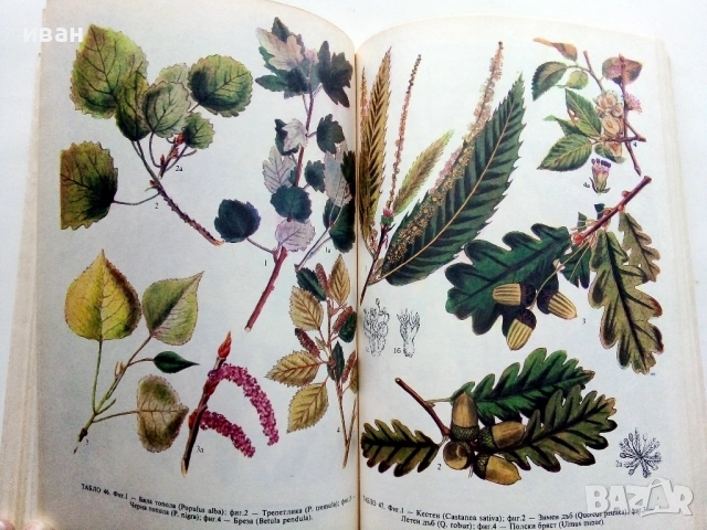 Разпознаване и събиране на билки - Борис Китанов - 1987г., снимка 4 - Енциклопедии, справочници - 53281460