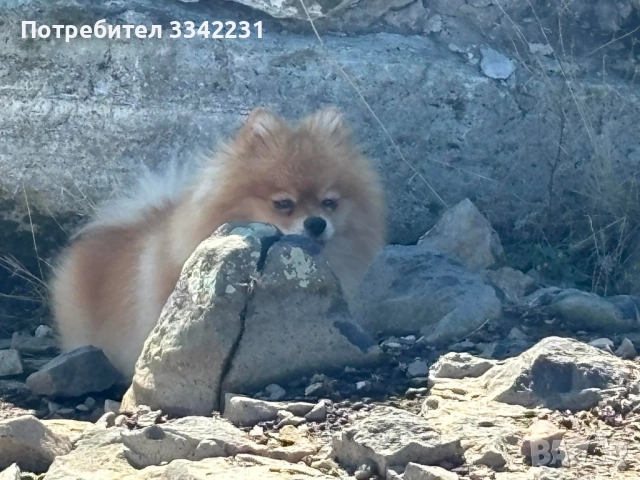 ПОМЕРАН ЗА РАЗПЛОД , снимка 6 - Търси партньор - 51894638
