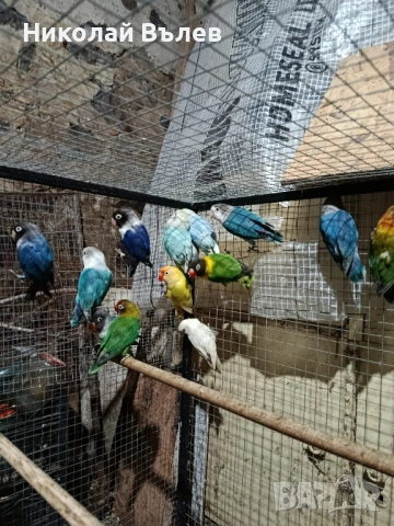 Неразделки , снимка 2 - Папагали - 52582245