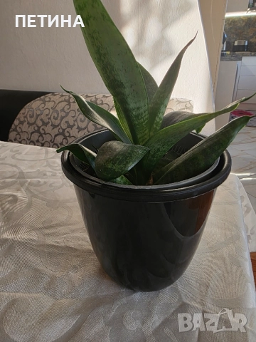 сансевиера , снимка 2 - Стайни растения - 52113436