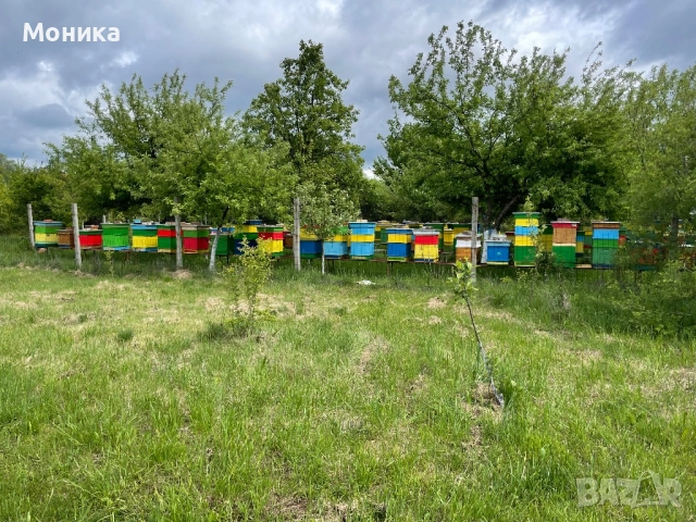 Отводки Дадан Блат (ДБ) 2026 година, снимка 3 - Други животни - 53234776