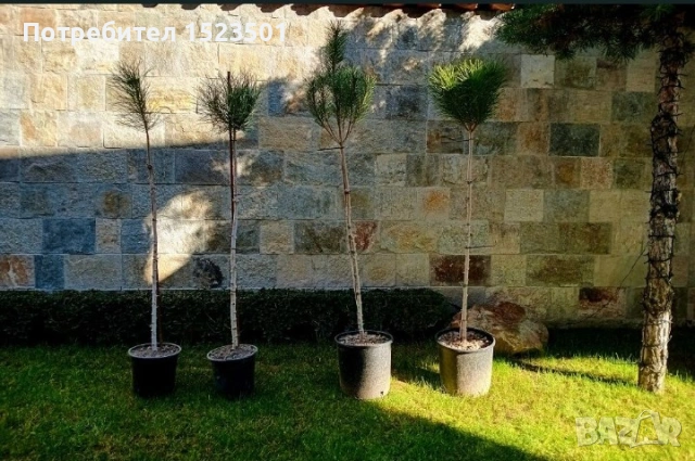 Средиземноморски каменен бор(pinus pineq)