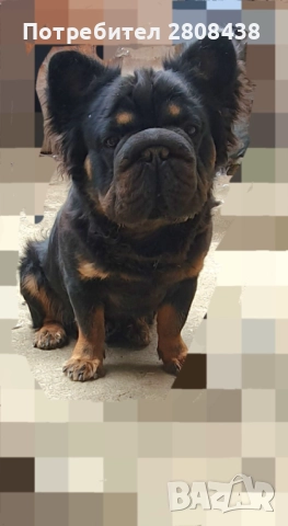Френски булдог (Big rope fluffy) За разплод , снимка 5 - Френски булдог - 52292784