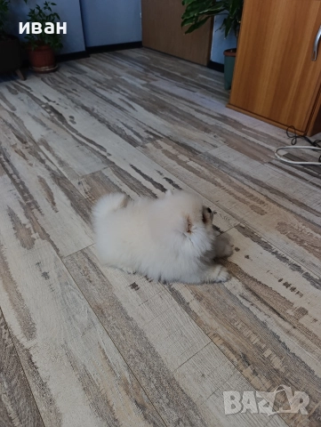 померан момче , снимка 3 - Померан - 52928704