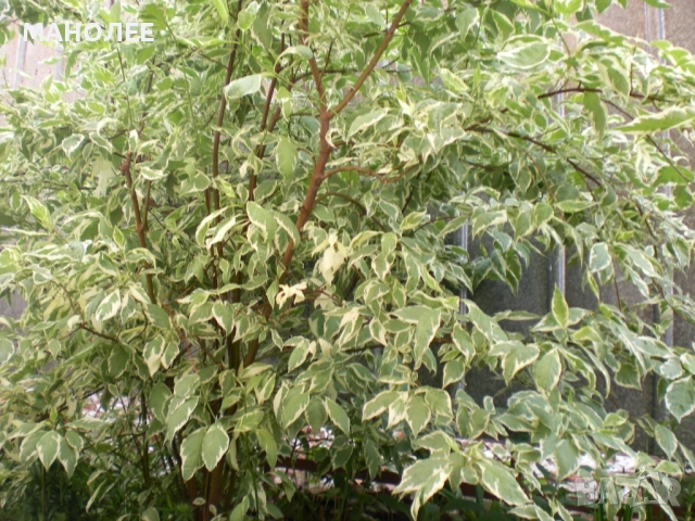 Декоративен дрян, снимка 2 - Градински цветя и растения - 52167068