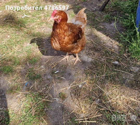 Елитни представители на породата Ломан Браун (12 месеца)