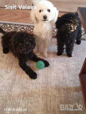 Той пудел куче