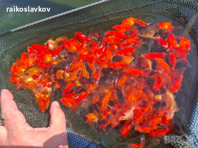Златни рибки 1,30 евро., снимка 6 - Рибки - 56168054