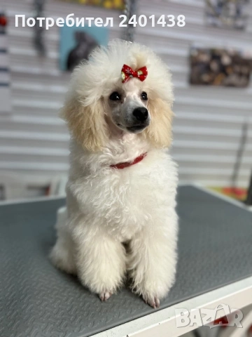  Черен Мини пудел момиче, снимка 6 - Пудели - 53689392