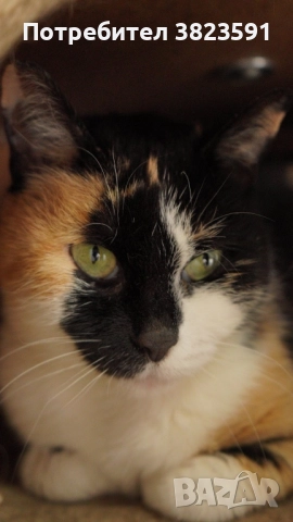 Търсим дом на женско котенце с направени ваксини, паспорт и изследвания, снимка 16 - Други - 52398990