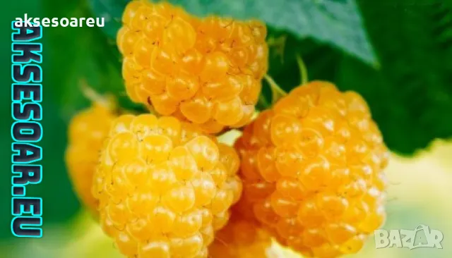 20 качествени Семена от Британска Есенна Златна Малина Златни наситени Сладки Малини плодове , снимка 3 - Сортови семена и луковици - 50222806