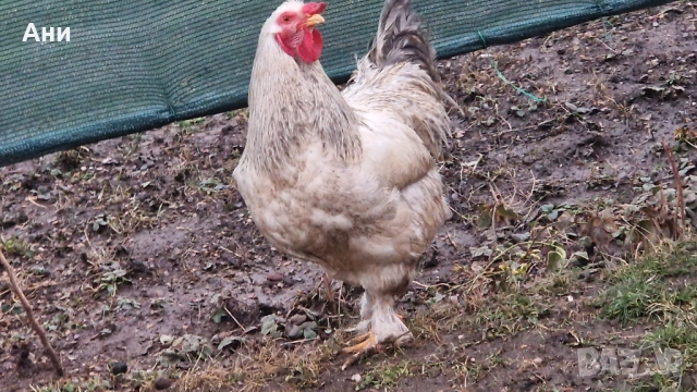 Едър петел в  София, излюпен Юли 2025