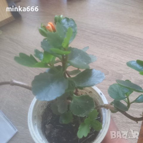Оранжево каланхое, снимка 2 - Стайни растения - 40548142