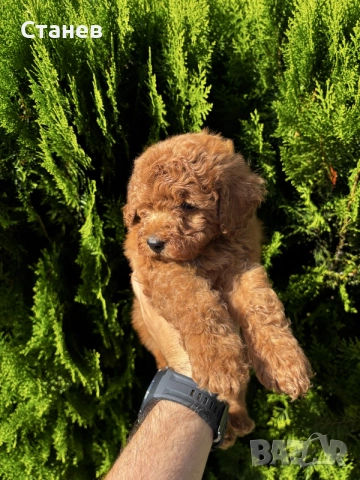Мини Пудели Момчета и Момичета / Mini Poodle Boys and Girls, снимка 3 - Померан - 55655687