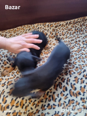 2 броя пинчери женски , снимка 3 - Пинчер - 52670801