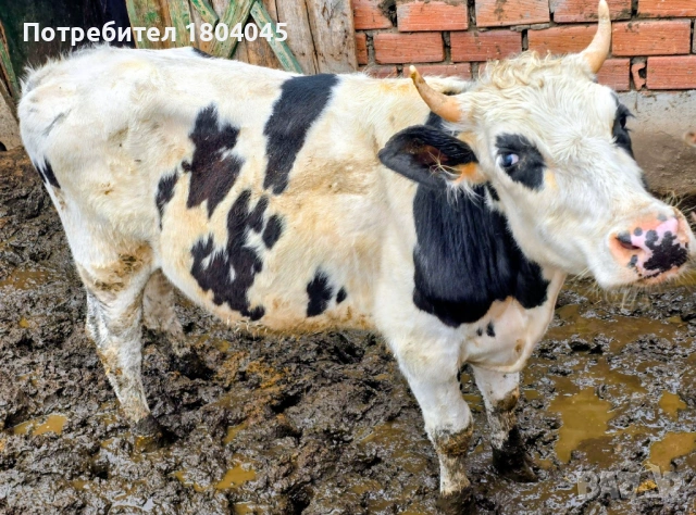 ПРОДАВАМ: 3 мъжки телета (скопени) 4 евро за килограм, общо тегло 1тон, снимка 4 - Крави - 54018971