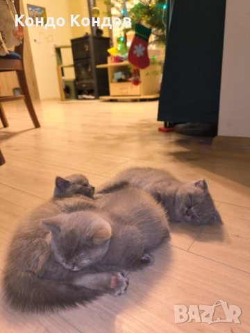 Британски и шотландски котенца, снимка 5 - Британска късокосместа - 52602908