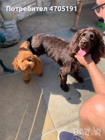 Изключително малък, чистокръвен и красив Той Пудел за разплод, снимка 12 - Пудели - 53056503