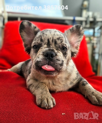 Синьо мерле Френски булдог визуално флъфи, снимка 1