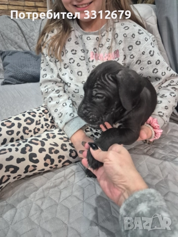 Немски дог - бебета, снимка 5 - Немски дог - 52621505