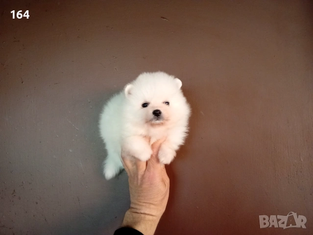 Бели Померани. Различни възрасти! , снимка 8 - Померан - 54149246