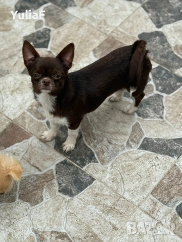 Идеално Момче Чихуахуа , снимка 2 - Чихуахуа - 50747156