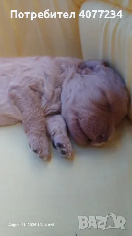 Mini Poodle - Прекрасно мини пуделче търси своето семейство, снимка 2 - Пудели - 55748555