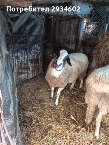 Продавам мъжко шиле