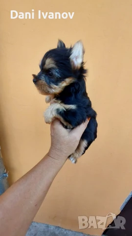 йоркширски териер мини, снимка 1