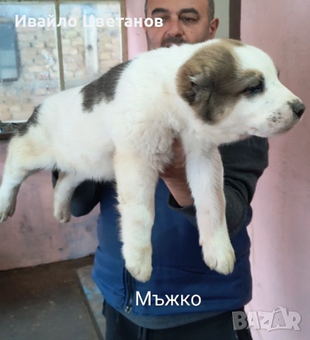 Алабай, снимка 5 - Алабай - 53230055