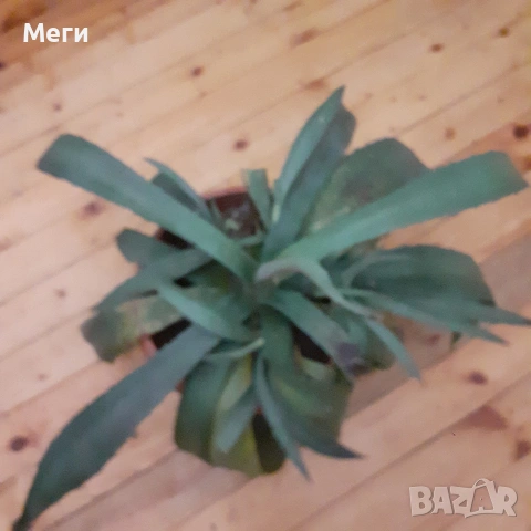 Алгаве , снимка 3 - Стайни растения - 53211586