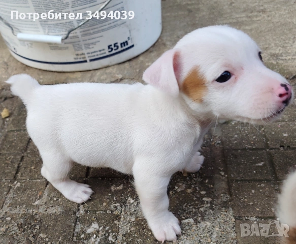 Джак Ръсел Териер , снимка 7 - Джак ръсел териер - 54012486