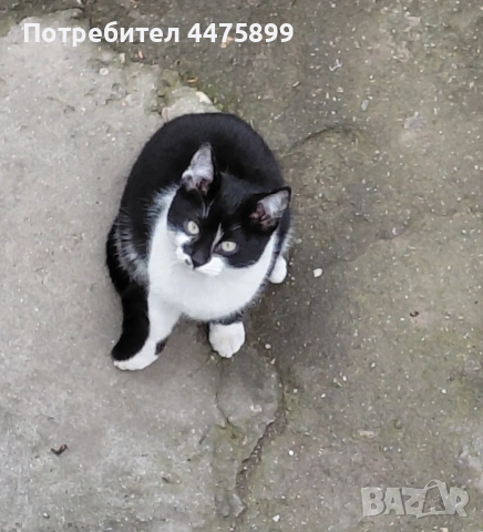 Подарявам котета на добри стопани, гр. Елин Пелин, снимка 4 - Други - 51817321