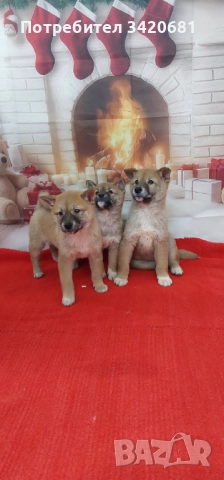 Шиба Ину  Shiba inu , снимка 2 - Шиба ину - 52341529