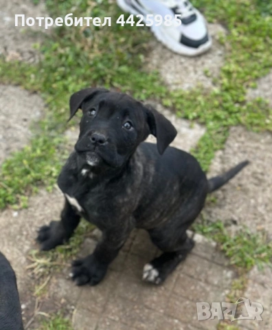 Кученца Кане Корсо